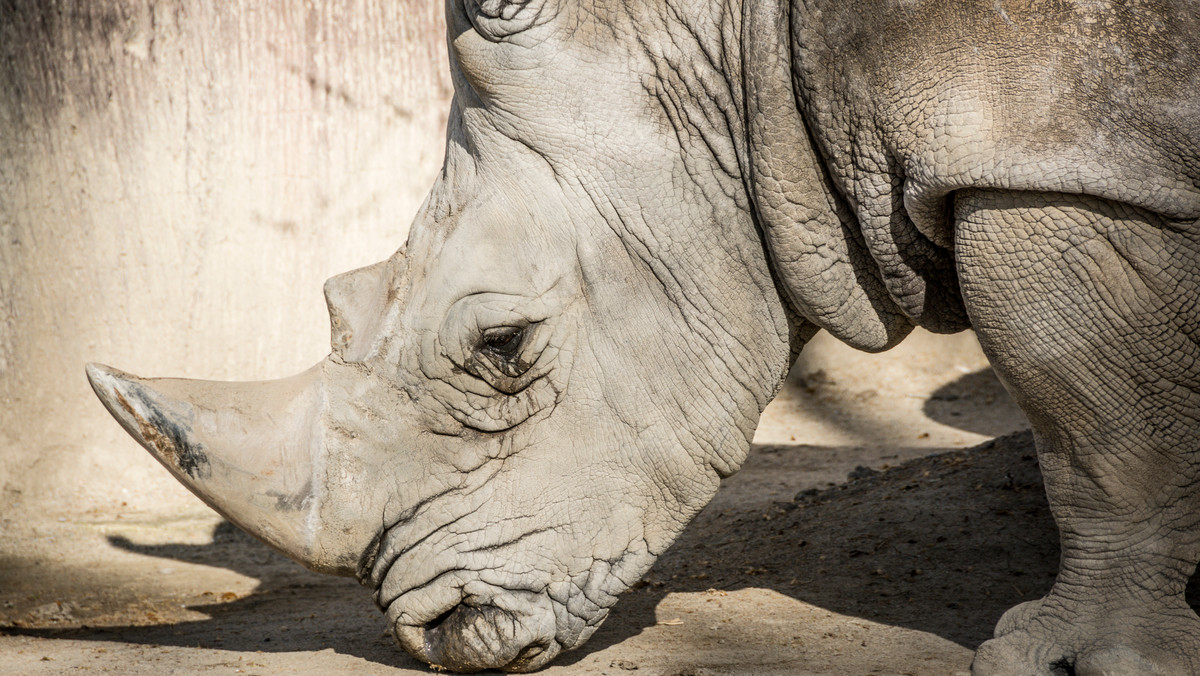 In vitro może ocalić wymierający gatunek nosorożca północnego