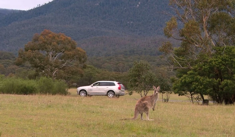 Volvo testuje system omijania kangurów