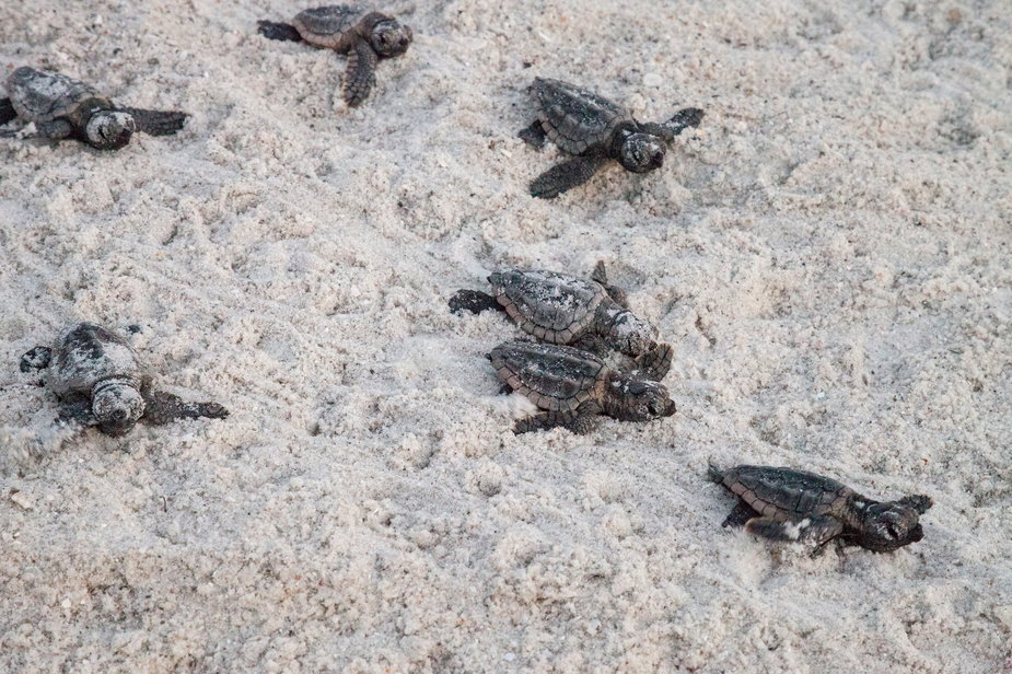 Małe żółwie morskie na plaży na Florydzie