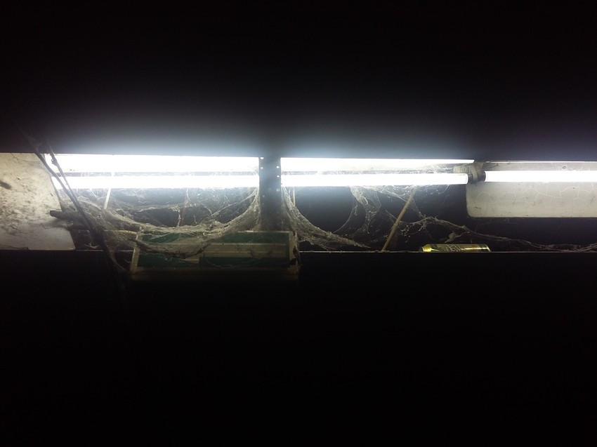 Paučina oko osvetljenja