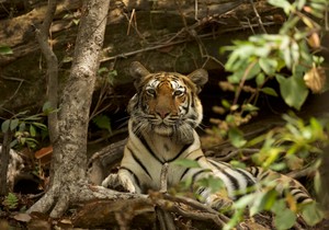 Tigar