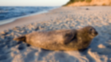 Turyści na Helu nękają foki, nie dają im wyjść na brzeg. "Skandaliczne"