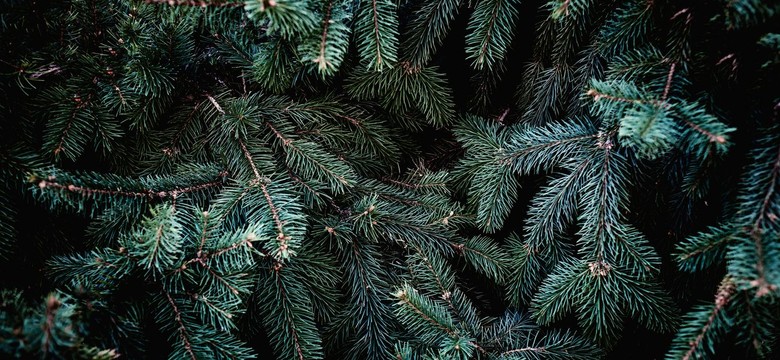 Leśnicy ruszają z akcją "Stroisz". Celem są złodzieje gałązek jodłowych