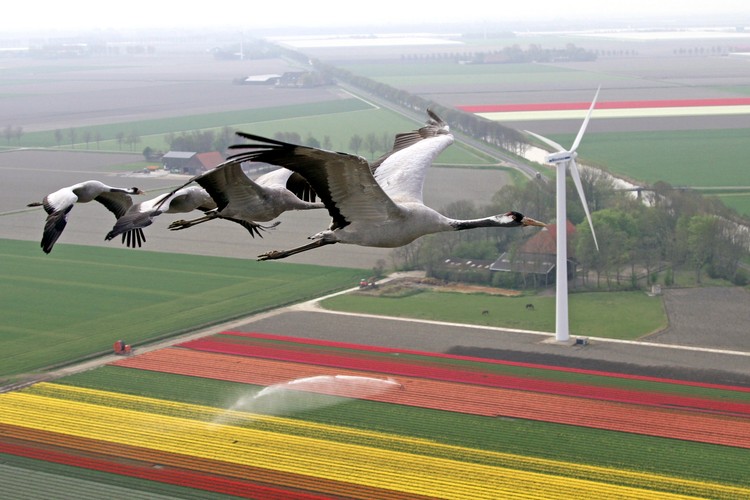 Żurawie nad farmą wiatrową, Holandia