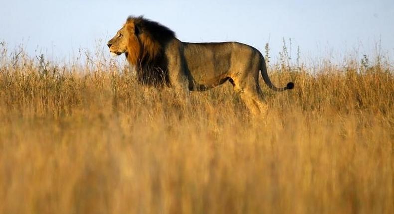 Stray Lion injures man in Kenyan capital: wildlife service
