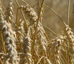 51855-wheat-d0000005Fae7fc8a6dd9c