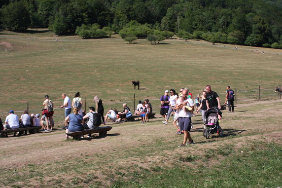 Tłumy, które przyjechały zobaczyć susły na słowackiej polanie