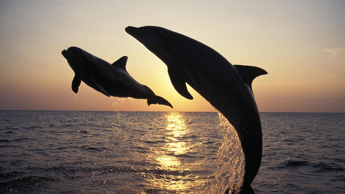 delfin morze zwierzęta delfinarium