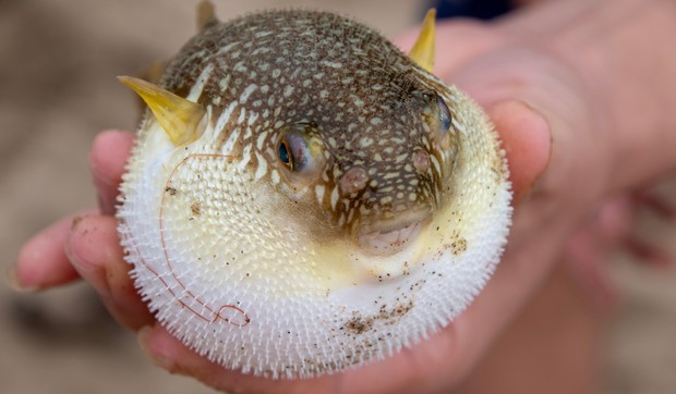 Fugu riba
