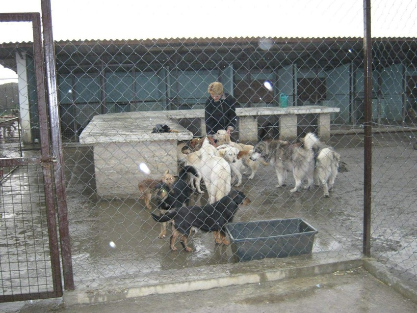 Potrebno na desetine novih azila za napuštene životinje