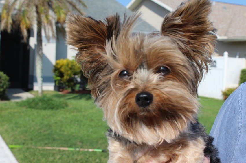 Ljudi reaguju na smrt ljubimaca kao i na gubitak voljenih osoba