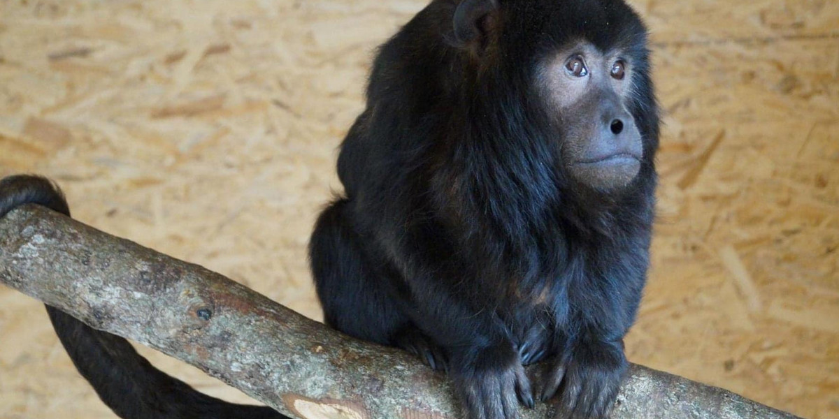 Małpa uciekła z zoo koło Słupska