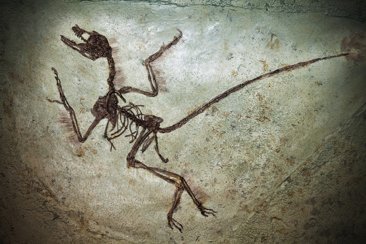 wykopaliska szczątki kości dinozaur