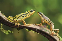 Te niezwykłe ropuchy uznano za wymarłe. Okazało się, że przedwcześnie