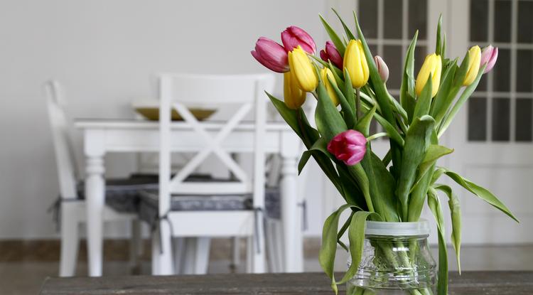 tulipán Fotó: Getty Images