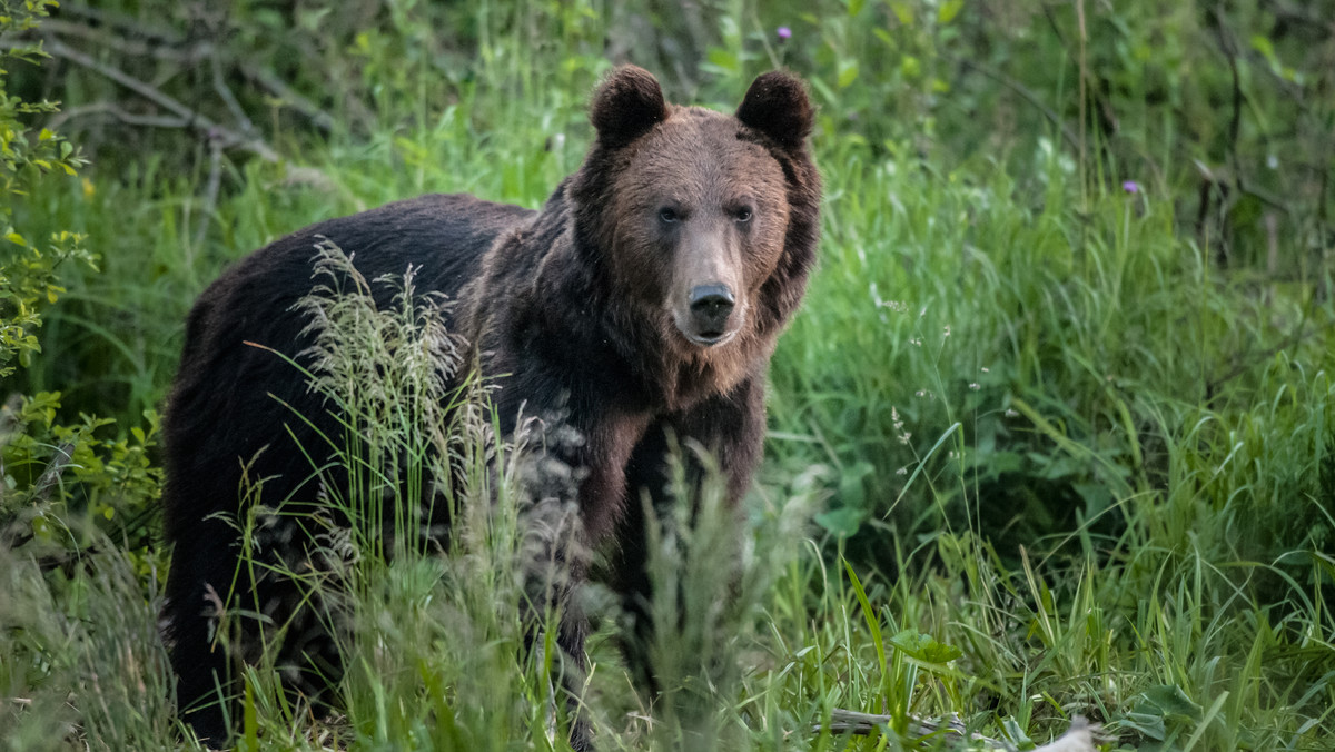 Kilka dni temu niedźwiedź brunatny był widziany koło miejscowości Rudawka w powiecie augustowskim (woj. podlaskie) - czytamy w środę w "Super Expressie". Według informacji Podlaskiej Straży Granicznej, zwierzę przybyło z Litwy przez Białoruś.