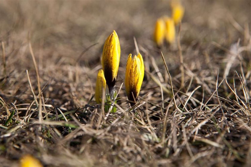 Krokusy