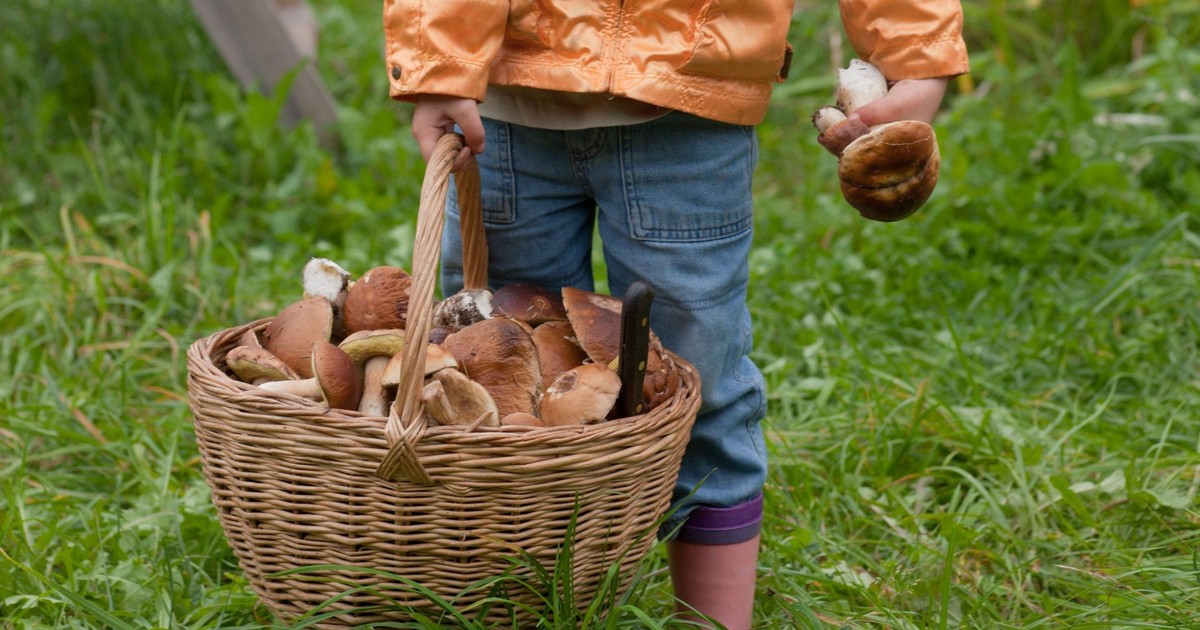 Sezon grzybowy w pełni! Rozpoznasz, co możesz zjeść, a co cię otruje? [QUIZ]
