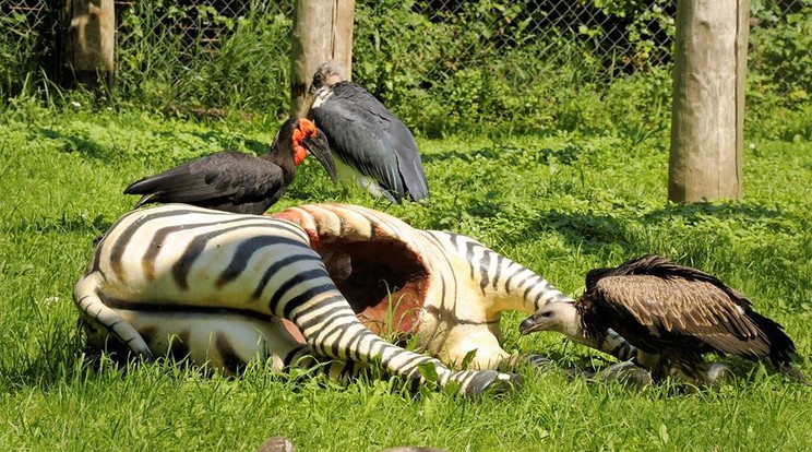 Zebratetemmel sokkolják a látógatókat a Nyíregyházi Állatparkban / Fotó: Nyíregyházi Állatpark