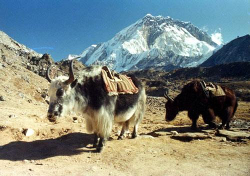 Galeria Pakistan, Nepal - w cieniu najwyższych szczytów Ziemi, obrazek 14