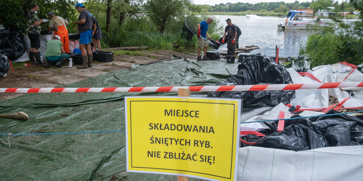 Katastrofa ekologiczna na Odrze. Punkt składowania śnietych ryb. Szczecin, 21 sierpnia 2022 r.