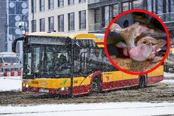 Afera grzybowa w Łodzi. Na podłodze autobusu wyrósł grzyb