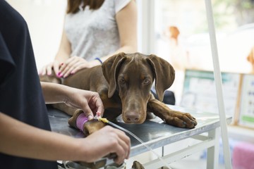 Xilit mérgezés kutyáknál: 6 figyelmeztető jel, amit nem szabad figyelmen kívül hagyni!