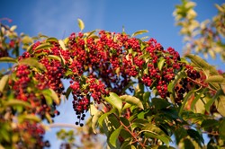 Owoce tej rośliny uchodzą za trujące. Pomagają w trawieniu, zapobiegają zaparciom