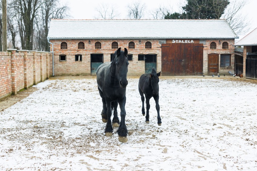 Na imanju Ivica i Marica imaju šest frizijskih konja, sedam pasa, koke i patke