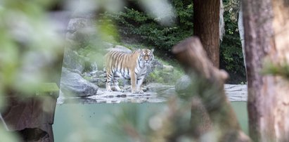 Horror w zoo! 55-latka zabita na oczach odwiedzających