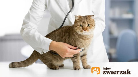 Zapalenie pęcherza u kota - objawy, przyczyny, diagnostyka, leczenie