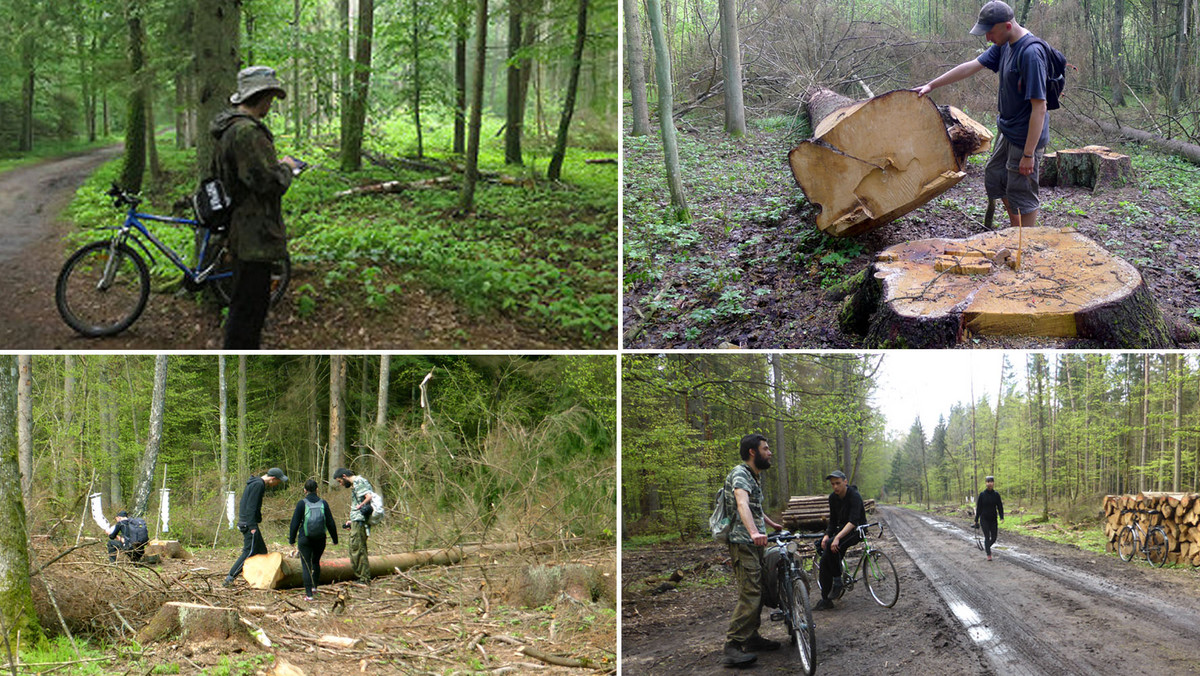 Od początku roku grupa wolontariuszy monitoruje sytuację w Puszczy Białowieskiej. Dane zgromadzone w trakcie leśnych patroli przekazują do Komisji Europejskiej i UNESCO. Ruszyła zbiórka na zakup sprzętu niezbędnego do prowadzenia monitoringu przez strażników Puszczy Białowieskiej w związku z zapowiadanym przez ministra środowiska zwiększeniem pozyskania drewna.