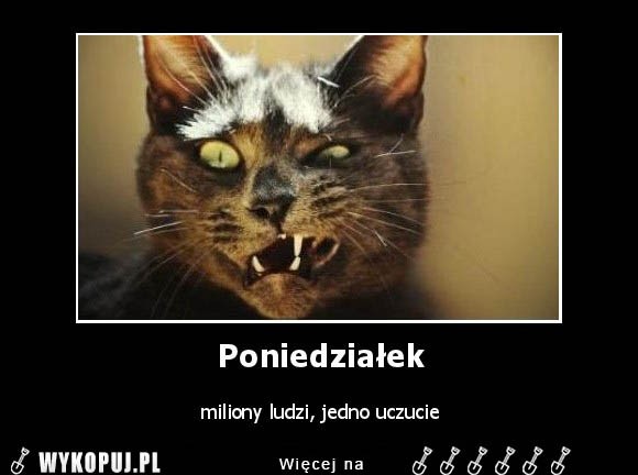 Poniedziałek - memy na dobry początek tygodnia