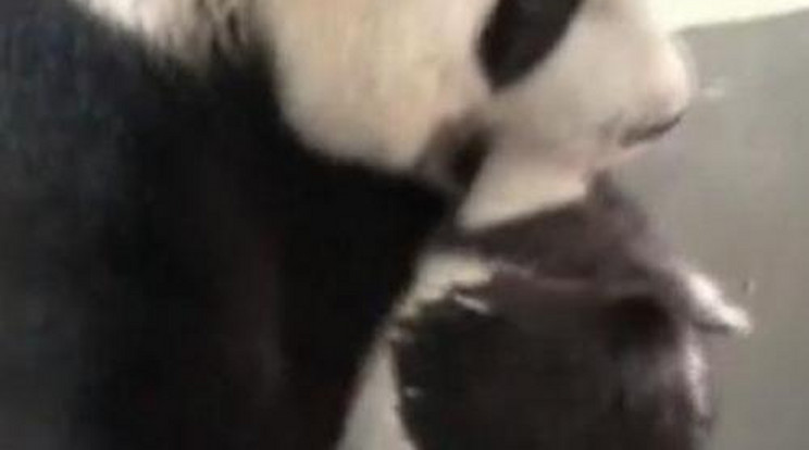 Így ölelte a panda mama kicsinyét – videó!