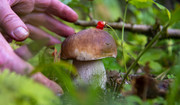  Siedem najzdrowszych polskich grzybów. Działają jak antybiotyki i są kopalnią witamin 