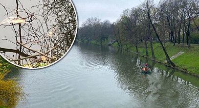 Alarm! Niepokojące odkrycie we Wrocławiu. Znaleziono śnięte ryby. Sprawa może być poważna