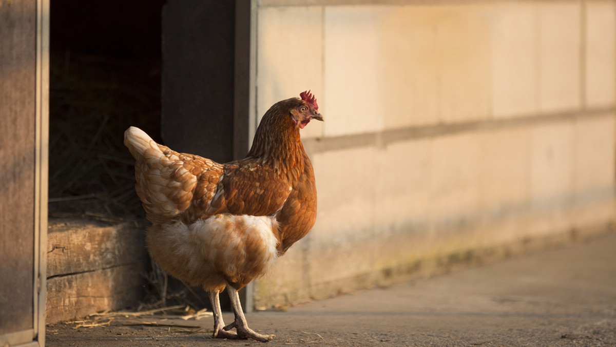 Sześćdziesiąt martwych kur, gęsi, indyków i kaczek znaleziono na jednej z farm w Bairro Alto w Brazylii. Ptaki zostały zabite w ciągu jednej nocy. Każdemu z nich ktoś lub coś wyrwało serce. Czy stoi za tym owiana złą sławą kryptyda?