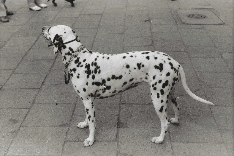 Jan Tarasin, bez tytułu, 1978/2002, fotografia czarno-biała, 30 × 41 cm, ze zbiorów Muzeum Fotografii w Krakowie