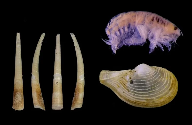 Tri novootkrivene vrste