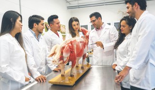 Komu nerkę, komu serce świni. Czy zwierzęta mogą być źródłem organów dla ludzi?