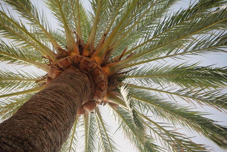 Palm tree -{Grace foods}