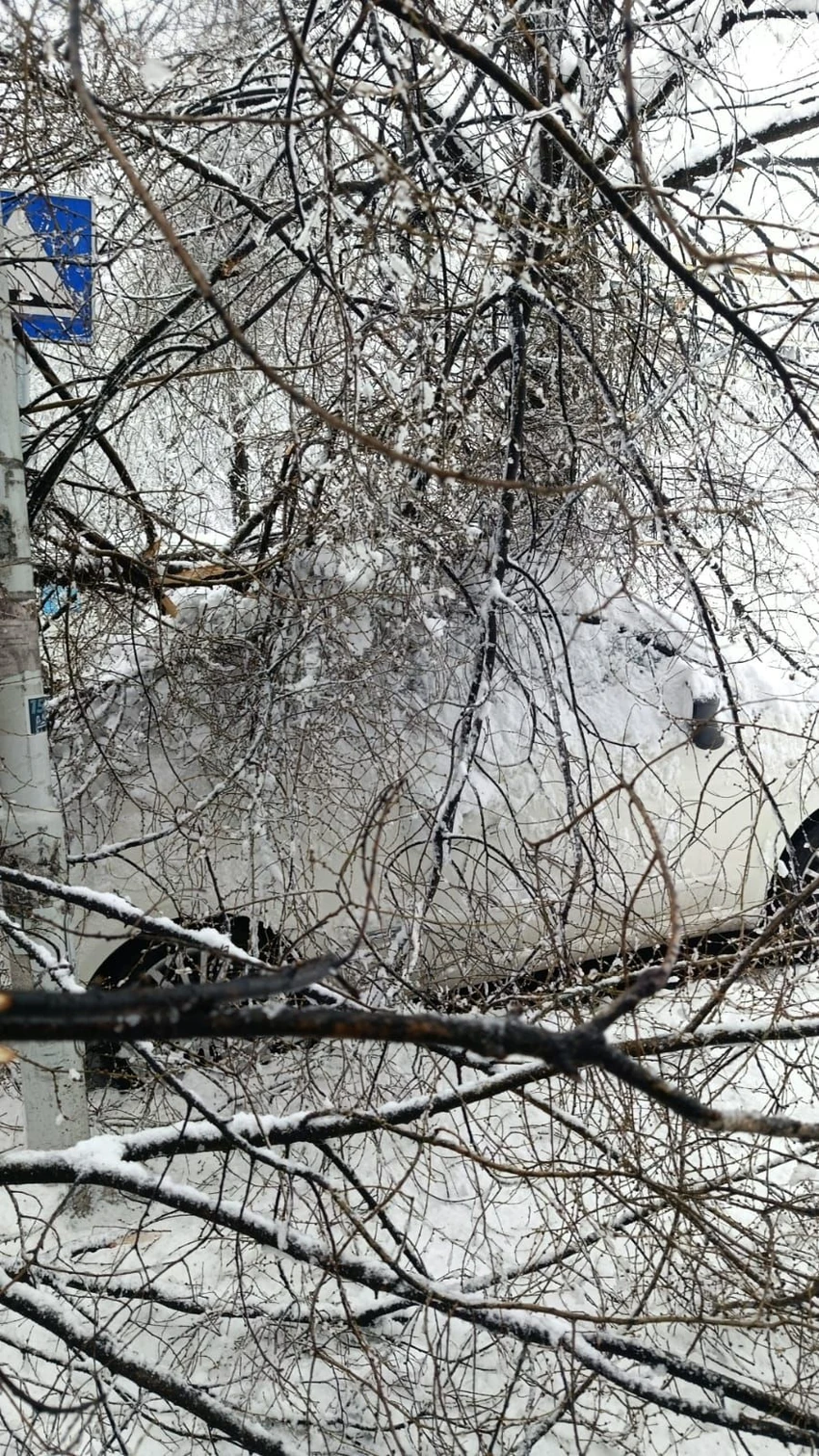 Palo drvo u 28 bloku