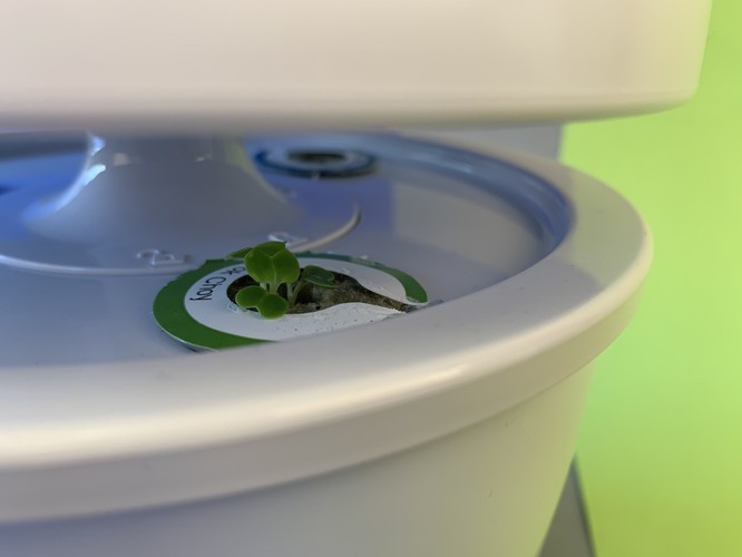 Ratgeber Indoor-Gärten: Kräuter, Gemüse & Anzucht für innen | TechStage