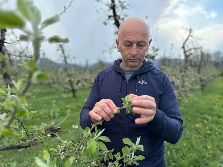 Agronomske mere i savremeni antifrost sistemi su preskupi za lokalne voćare