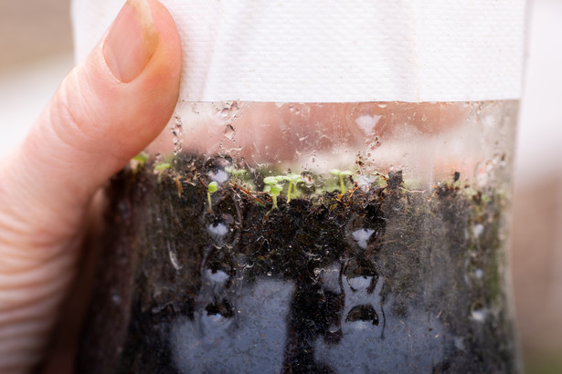 Winter sowing, czyli zimowy wysiew nasion to technika, która zyskuje coraz więcej zwolenników