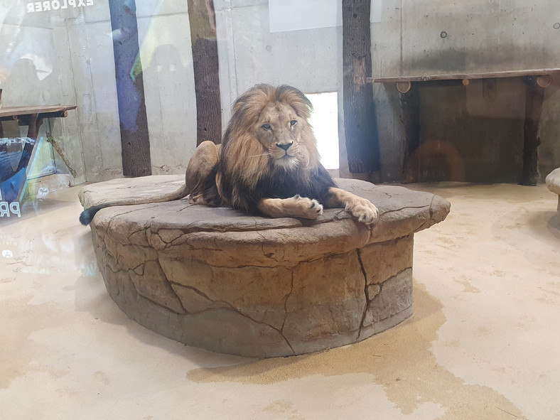 W opolskim zoo min możemy zobaczyć lwy
