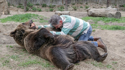 „Megérzem, ha a tüdőmre lép” – Nap mint nap birkózik egy 250 kilós barna medvével ez a férfi – videó