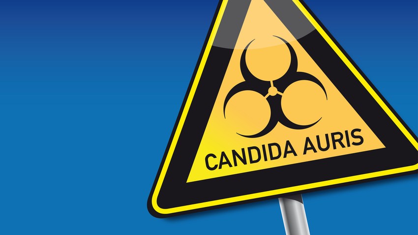 Candida auris