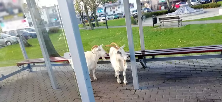 Kozy na przystanku "czekały na autobus". Gdy policjanci znaleźli właściciela, wszystko stało się jasne