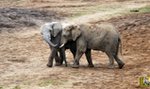 Zoo sprzeda odchody zwierząt. Po co?